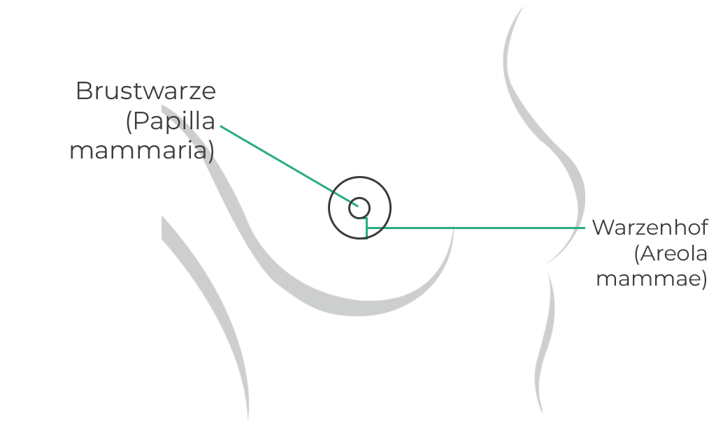 Anatomie von Brustwarze und Warzenhof