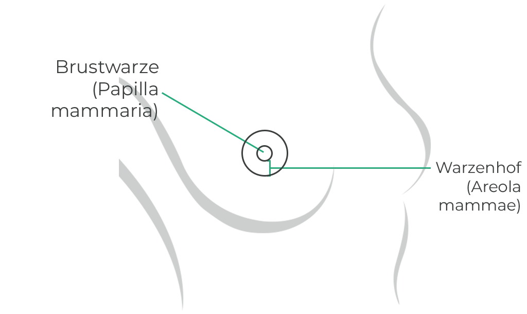 Anatomie von Brustwarze und Warzenhof